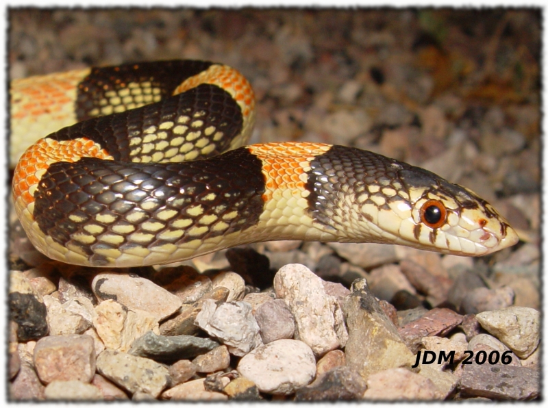 Longnose snake Southern Arizona