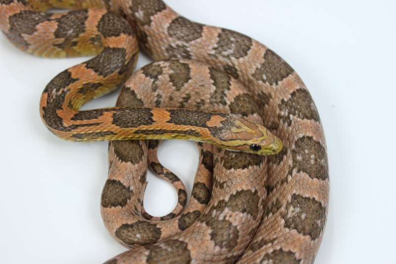 Female Coral Ghost Corn Snake